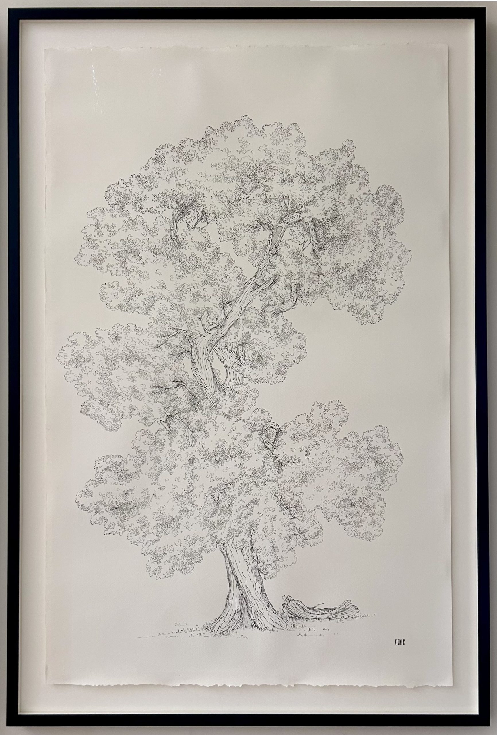 Cicely Creswell